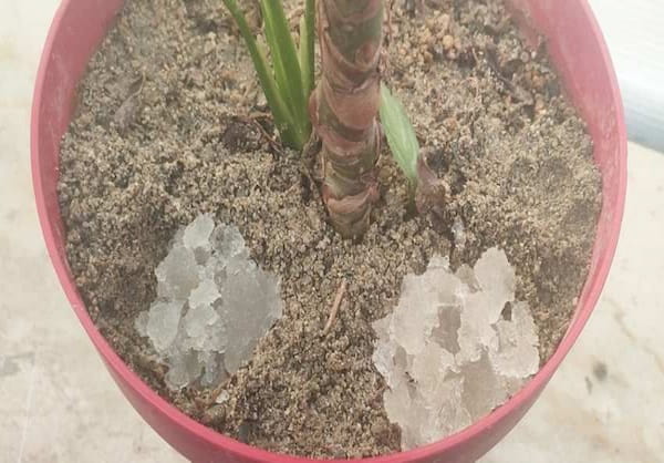 تصویر 2 از خرید پودر جاذب آب برای خاک‌ های ضعیف با پیشنهاد ویژه